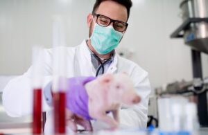 swine as models in biomedical research