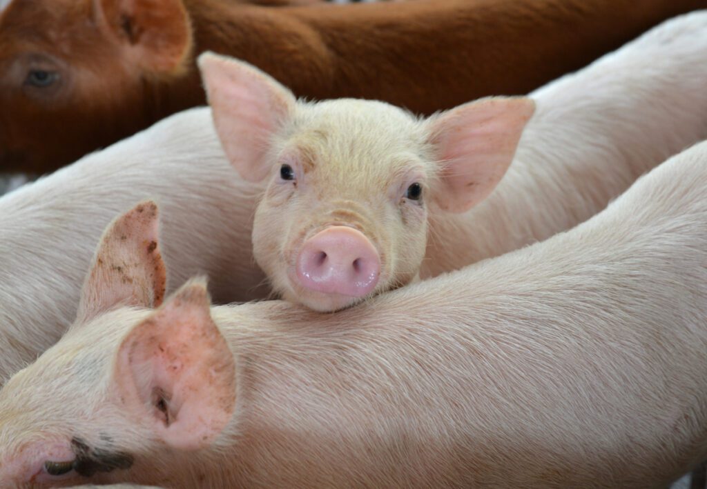 Super-dosing of phytase in young pigs, like those pictured here, has been shown to improve their iron levels