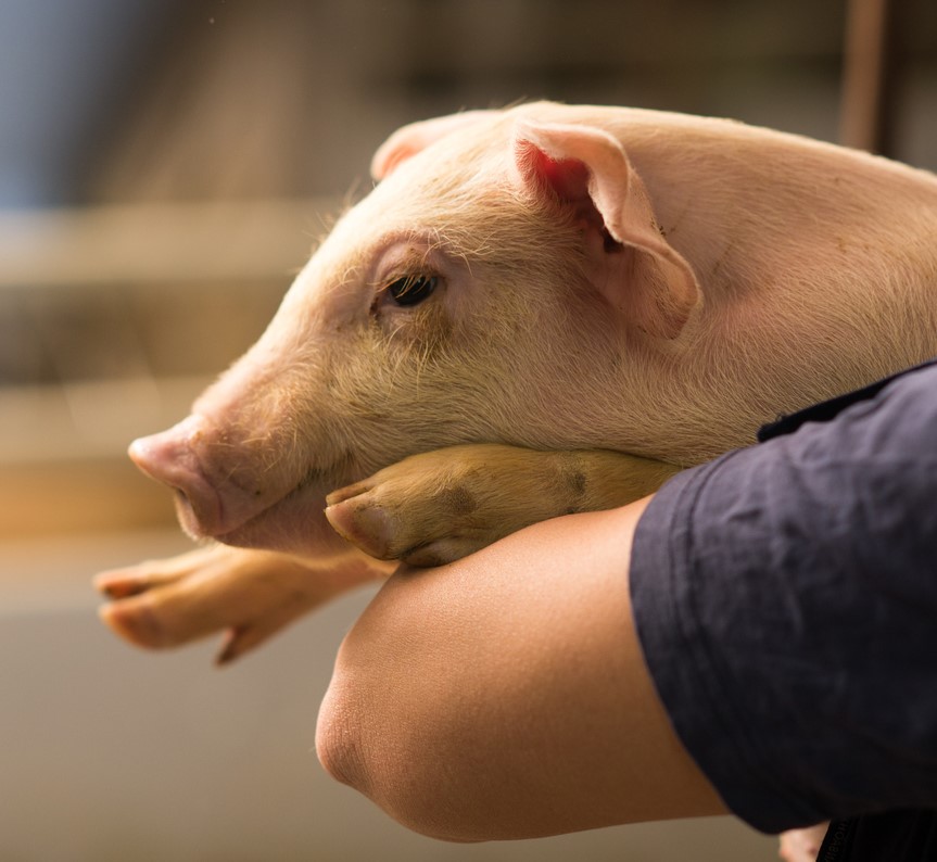 pig being held by person - xenotransplantation